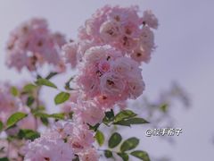 -江南茗茶城