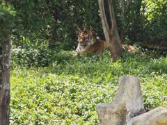 -海南热带野生动植物园