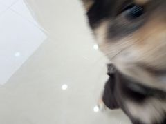 -圣宠动物医院·犬猫专科·影像中心·外科中心