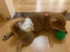 -柴犬小屋·柴餐厅·狗咖食堂(金鼎广场店)