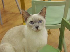 -猫小院猫主题餐厅(南锣旗舰店)