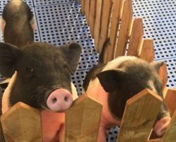 -萌宠亲子动物乐园(槐房万达店)