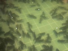 -虾胡闹龙虾馆(湄南河店)