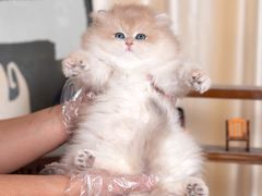 -小猫来了·猫舍(红山六九七九店)