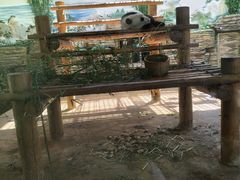 -西霞口神雕山野生动物世界