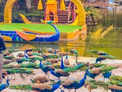 -西双版纳原始森林公园