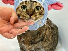 -momokira米努特·德文卷毛猫·棉花面纱犬