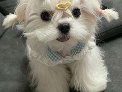 -爱侣宠医·鹦鹉专科·小型哺乳类·异宠专科(灵石路店)