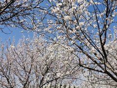 -桃花堤公园