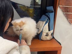 -辛一·铜锣烧(鸿寿坊店)