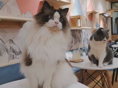 -滚猫咖啡·猫咖·猫友好撸猫(未来城店)