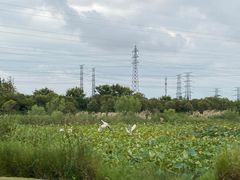 -上海长兴岛郊野公园