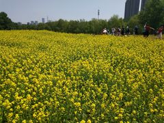 -长白岛森林公园