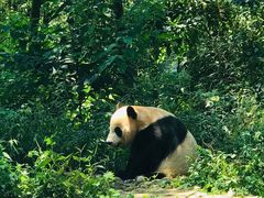 -中国大熊猫保护研究中心雅安碧峰峡基地