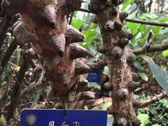 -中国科学院西双版纳热带植物园