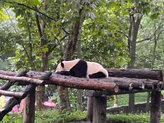 -都江堰中华大熊猫苑