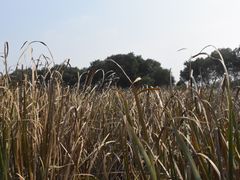 -西湖风景区-江洋畈生态公园