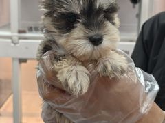 -翊宠yipet猫狗购宠庄园犬舍•猫舍