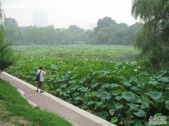 -紫竹院公园冰场