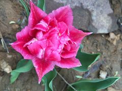 洛阳郁金香牡丹园-洛阳郁金香牡丹园