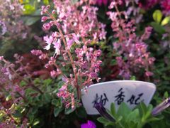 -东莞植物园