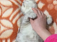 -Bastet sally猫舍购宠(静安店)