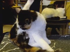 -平行世界·猫咖(首经贸店)