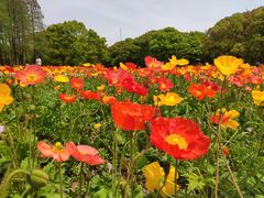 -上海共青森林公园