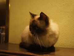 -more than meow吴止猫主题餐厅(承德 中船汇店)