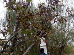 -永定河休闲森林公园