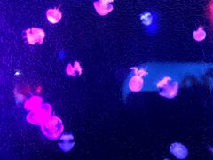 -太平洋海底世界