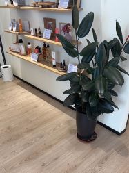 -dōTERRA多特瑞精油生活馆