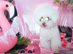 -超宠爱宠物摄影-Super pet
