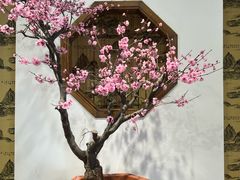 -石家庄市植物园