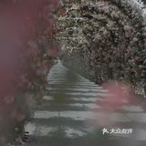 上海花季｜百米月季长廊绽放了，宛如少女的法式梦境