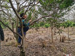 -塘栖枇杷特色园区