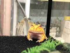 -钓仓鼠(洋桥北里小区店)