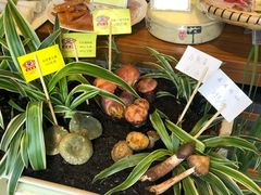 -福照楼汽锅鸡·云南特色菜(万达广场店)