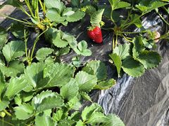 -昌平兴寿秀秀草莓采摘园