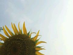 -广州花之恋城堡酒店