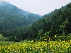 -武陵山森林公园