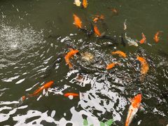 -优之名鹅城