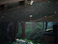 -上海共青森林公园