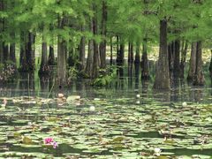 -白鹭湾湿地公园