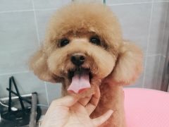 -宠福鑫康馨动物医院·骨科·眼科