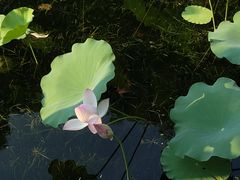 -上海滨江森林公园