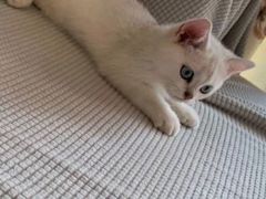 -lincat·猫舍(广州店)