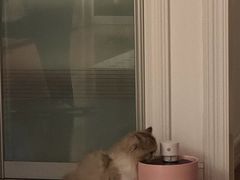 -momokira米努特·德文卷毛猫·棉花面纱犬