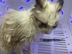 -屋虎猫馆(宝安大仟里店)