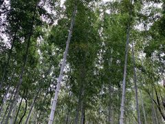 -上海佘山国家森林公园天马山园